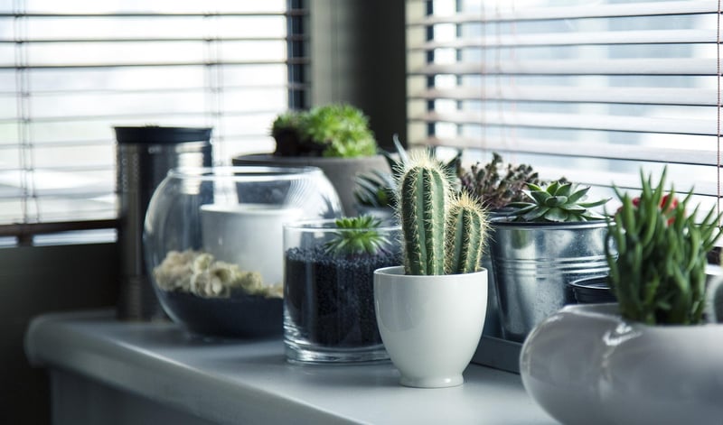 Urban gardening tips