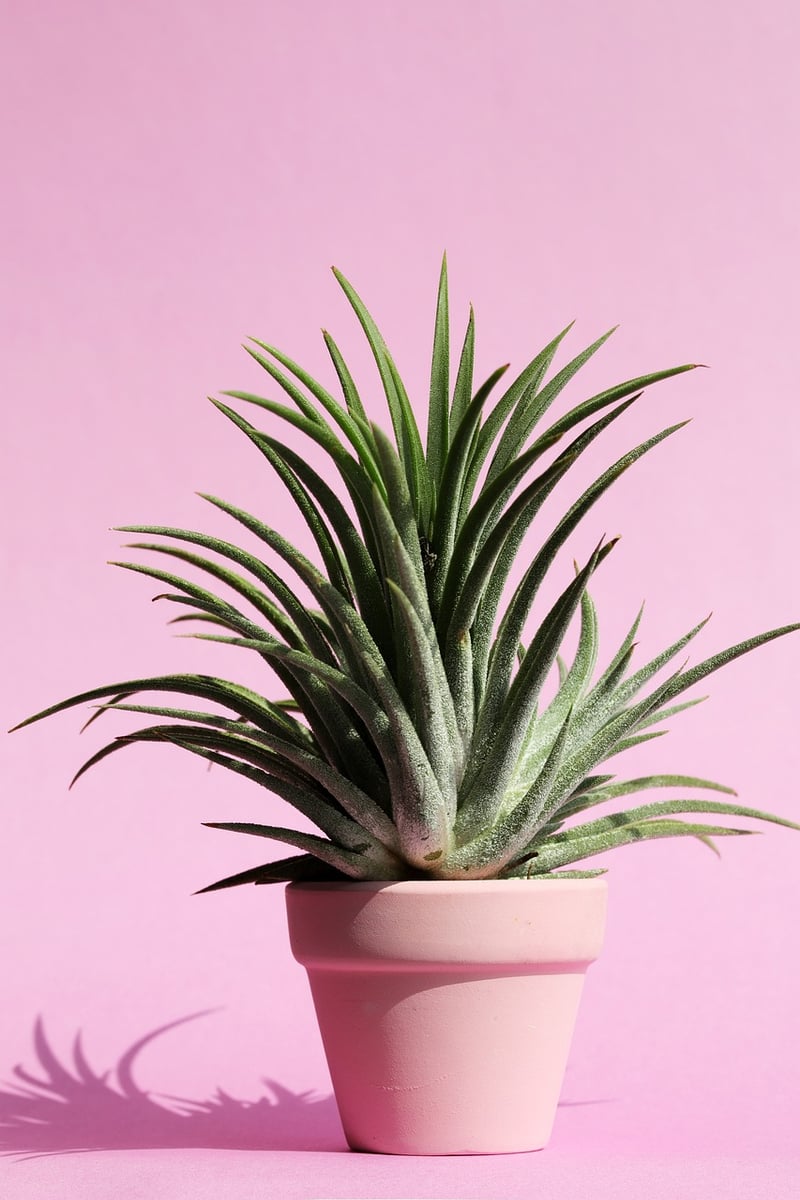 Succulent Wall Art